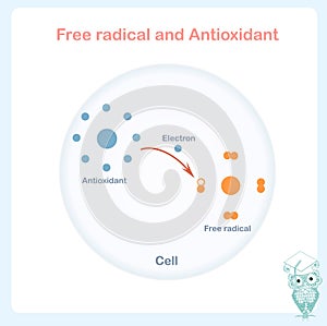 Antioxidant working principle abstract vector sheme